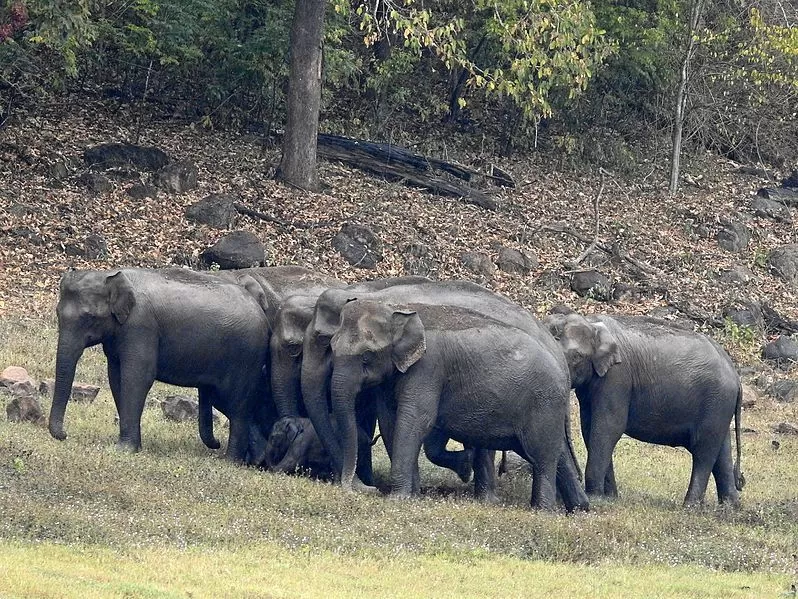 Photo of Periyar National Park, Kerala, India by Aakanksha Magan