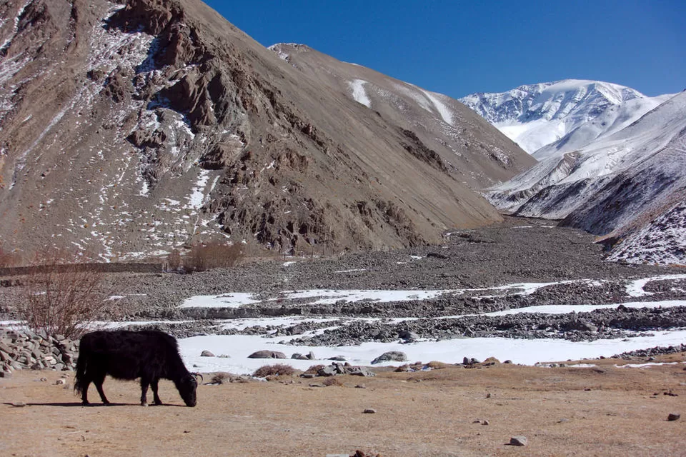 Photo of HEMIS NATIONAL PARK by Aakanksha Magan