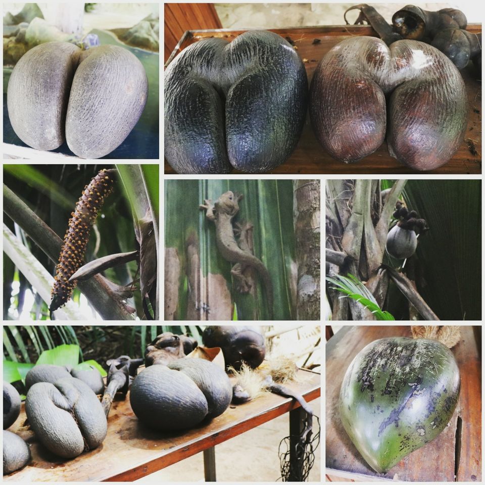 Photo of Seychelles: the hidden treasure by Wanderer_dentist