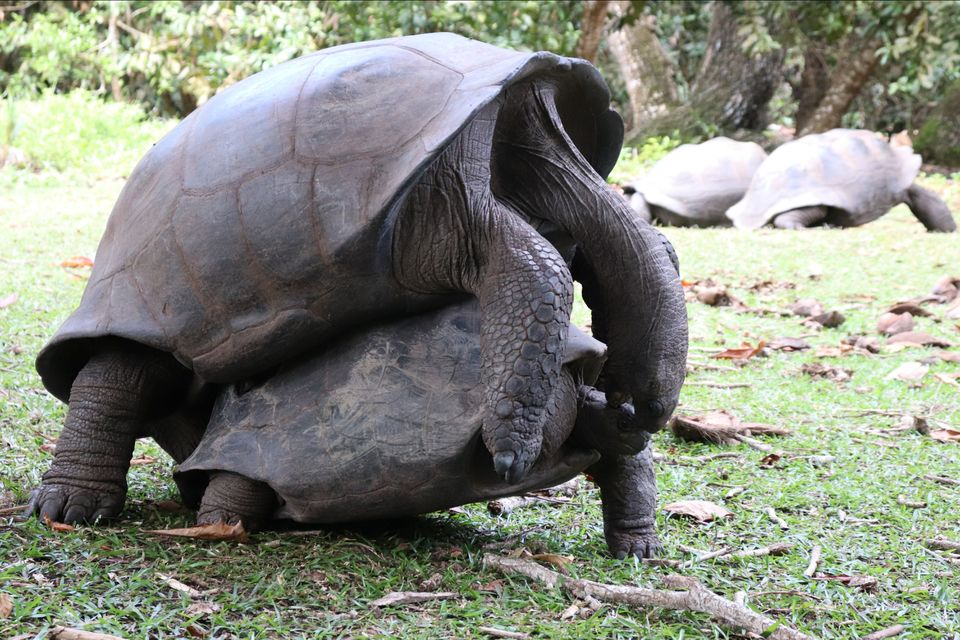 Photo of Seychelles: the hidden treasure by Wanderer_dentist