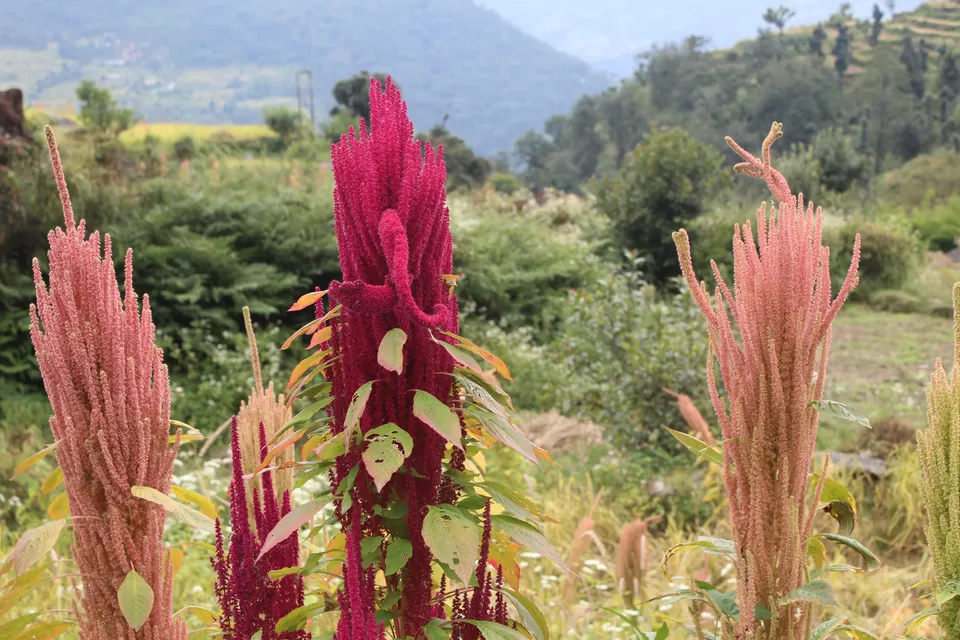 Photo of Sari, Uttarakhand, India by DUSHYANT SINGH