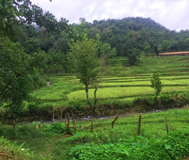 Photo of ByneKaadu, Chikkamagaluru, Karnataka, India by Aishwarya Iyengar
