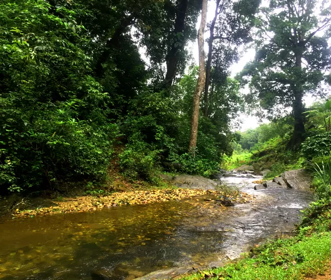 Photo of ByneKaadu, Chikkamagaluru, Karnataka, India by Aishwarya Iyengar