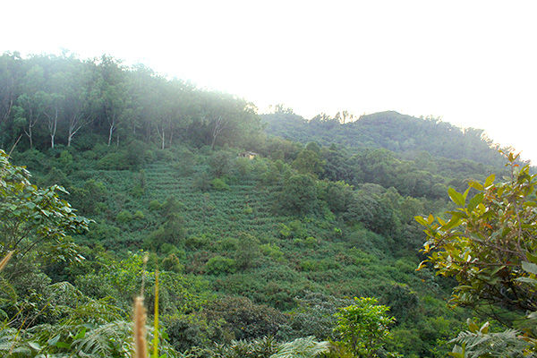 Photo of Kemmangundi - the less travelled abode of the calmness by Aishwarya Iyengar