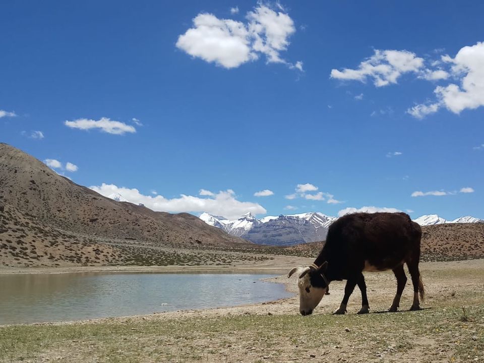 Photo of Spiti Valley- India's Surreal Himalayan Desert. (Part 1- Shimla to Kaza) 12/13 by Pratik Sinha