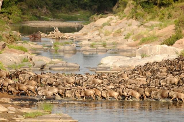 Photo of The Wonder of Maasai Mara(The Value of Exeperience) 12/12 by Kawira Kigunda