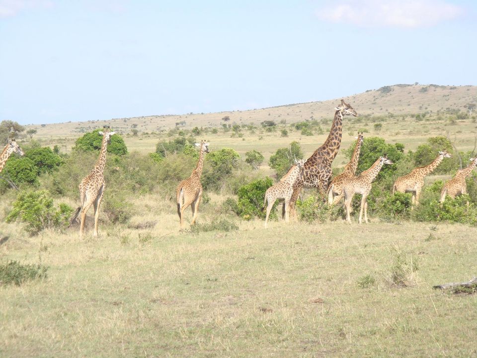 Photo of The Wonder of Maasai Mara(The Value of Exeperience) 6/12 by Kawira Kigunda