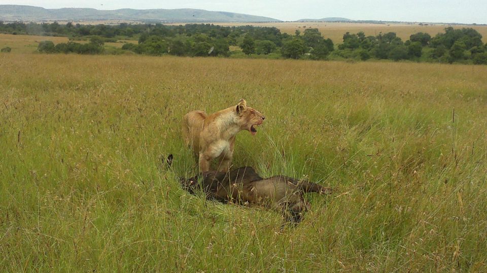 Photo of The Wonder of Maasai Mara(The Value of Exeperience) 4/12 by Kawira Kigunda