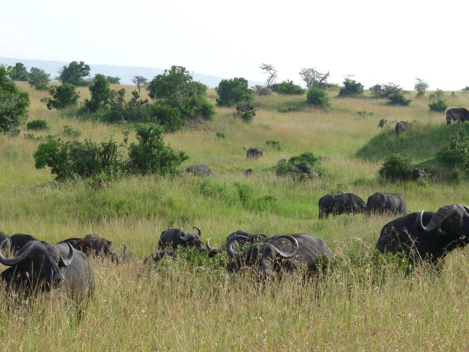 Photo of The Wonder of Maasai Mara(The Value of Exeperience) 3/12 by Kawira Kigunda