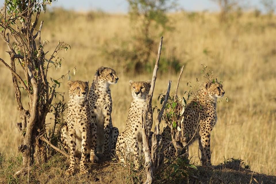 Photo of Kenya Budget Safari 3/3 by Kawira Kigunda
