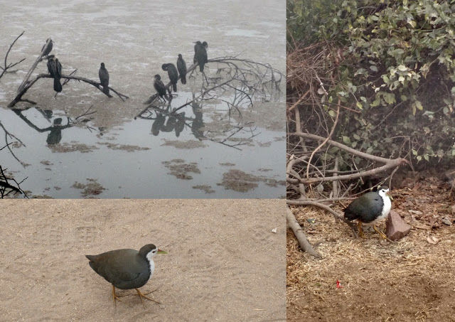 Photo of Keoladeo Bird Sanctuary, Bharatpur 5/9 by Shilpi
