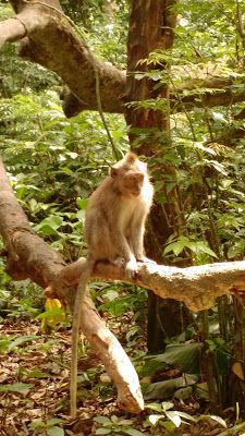 Photo of 5 places to see when in Ubud, Bali 9/17 by Shilpi