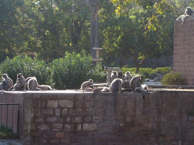 Photo of Neglected beauty from History : Mandore Garden, Jodhpur by Shilpi
