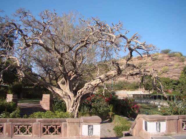 Photo of Neglected beauty from History : Mandore Garden, Jodhpur by Shilpi