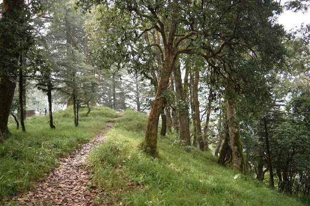 Photo of Nature's retreat - Kilbury Forest, Nainital 4/13 by Shilpi