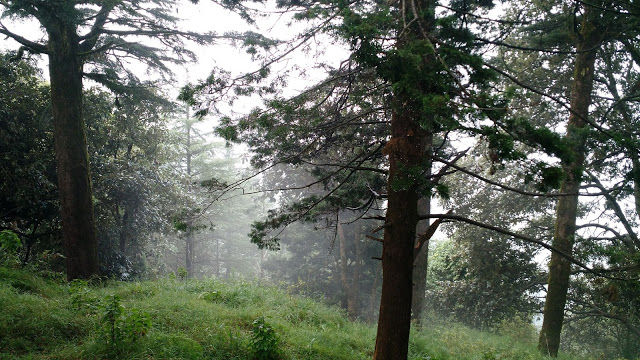Photo of Nature's retreat - Kilbury Forest, Nainital 3/13 by Shilpi