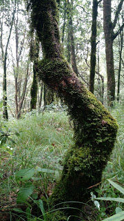 Photo of Nature's retreat - Kilbury Forest, Nainital 6/13 by Shilpi