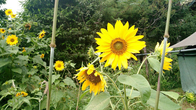 Photo of Offbeat holiday in Pangot, near Nainital by Shilpi