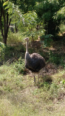 Photo of Here's why Sajjangarh Zoo in Udaipur a must visit 4/10 by Shilpi