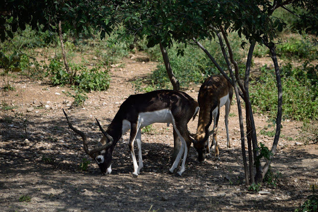 Photo of Here's why Sajjangarh Zoo in Udaipur a must visit 8/10 by Shilpi