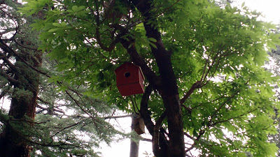 Photo of Mesmerizing McLeodganj by Shilpi