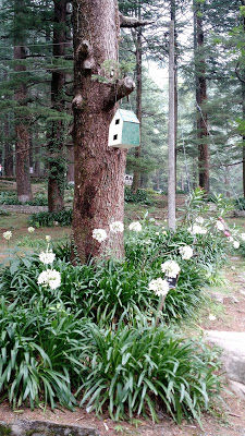 Photo of Mesmerizing McLeodganj by Shilpi