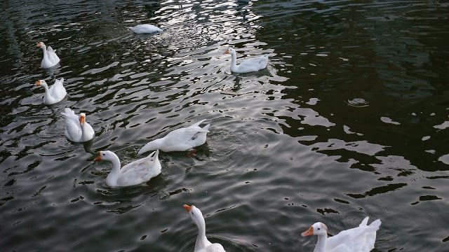 Photo of Nakki Lake, Mount Abu, Rajasthan by Shilpi