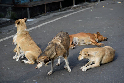 Photo of A day around Nainital- Touring Uttarakhand's "taal" by Shilpi