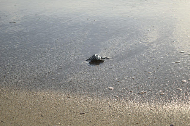 Photo of The best experience in Bali- Releasing baby turtles by Shilpi