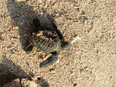 Photo of The best experience in Bali- Releasing baby turtles by Shilpi