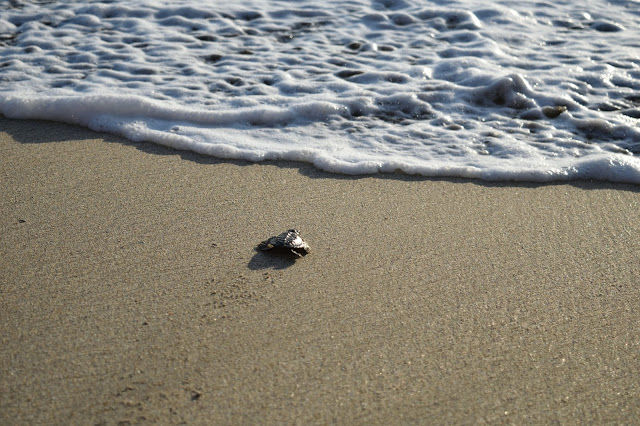 Photo of The best experience in Bali- Releasing baby turtles by Shilpi