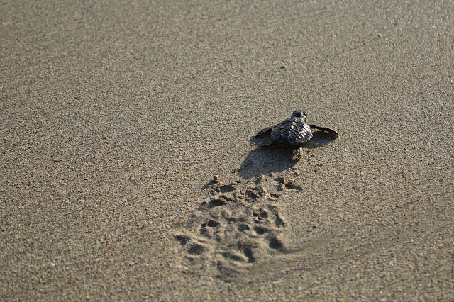 Photo of The best experience in Bali- Releasing baby turtles by Shilpi