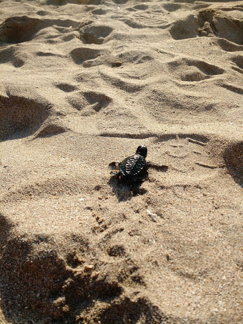 Photo of The best experience in Bali- Releasing baby turtles by Shilpi
