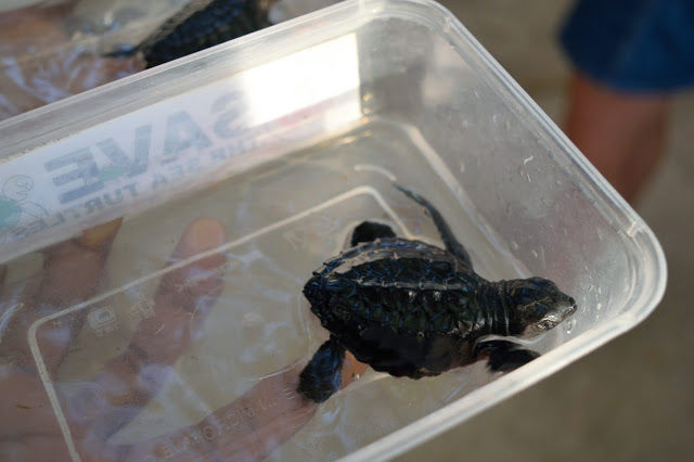 Photo of The best experience in Bali- Releasing baby turtles by Shilpi