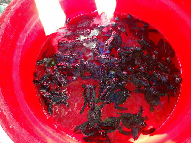 Photo of The best experience in Bali- Releasing baby turtles by Shilpi
