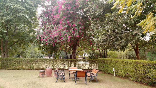 Photo of A luxurious stay in Sariska 10/22 by Shilpi