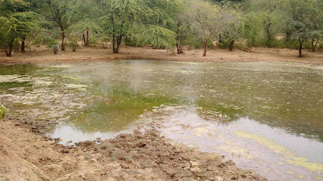 Photo of A luxurious stay in Sariska 13/22 by Shilpi