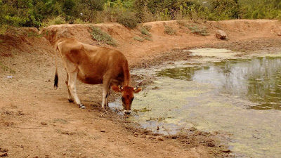 Photo of A luxurious stay in Sariska 14/22 by Shilpi