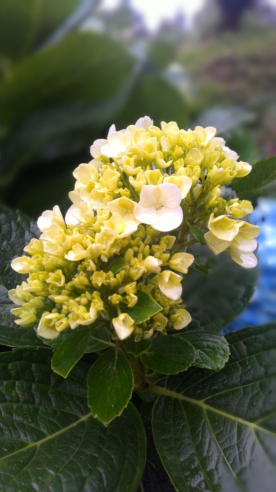 Photo of A Trek to the 2nd Highest Mountain of Southern India 3/16 by Ravi Ranjan Singh