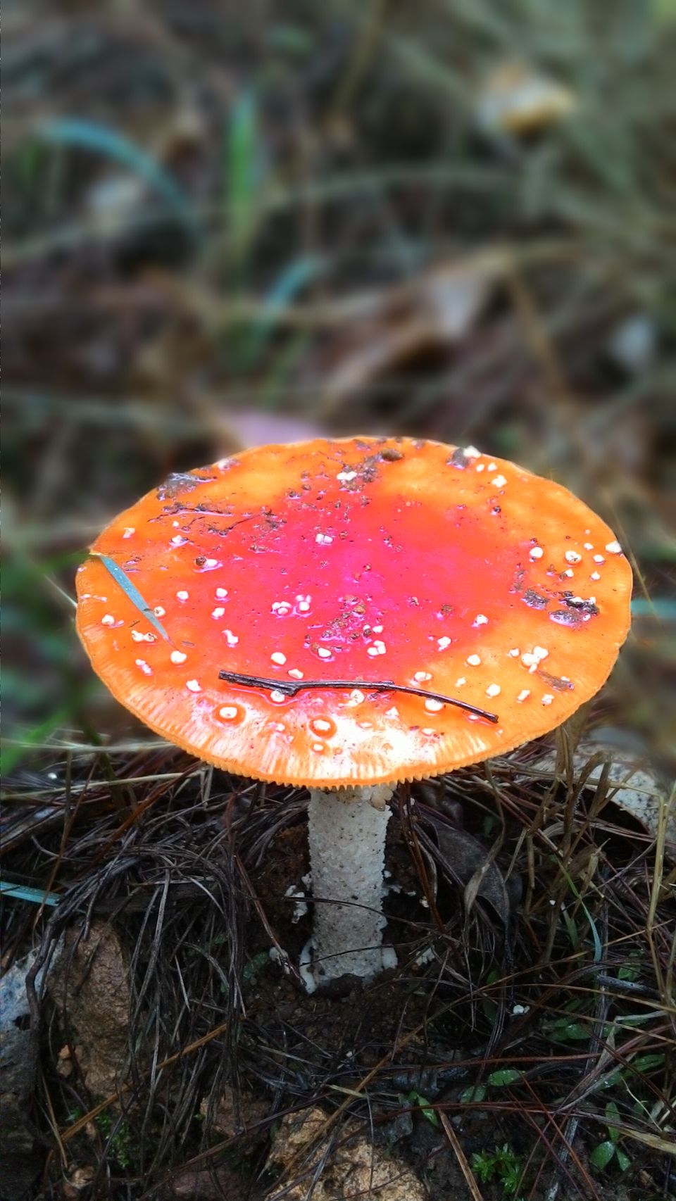 Photo of A Trek to the 2nd Highest Mountain of Southern India 6/16 by Ravi Ranjan Singh