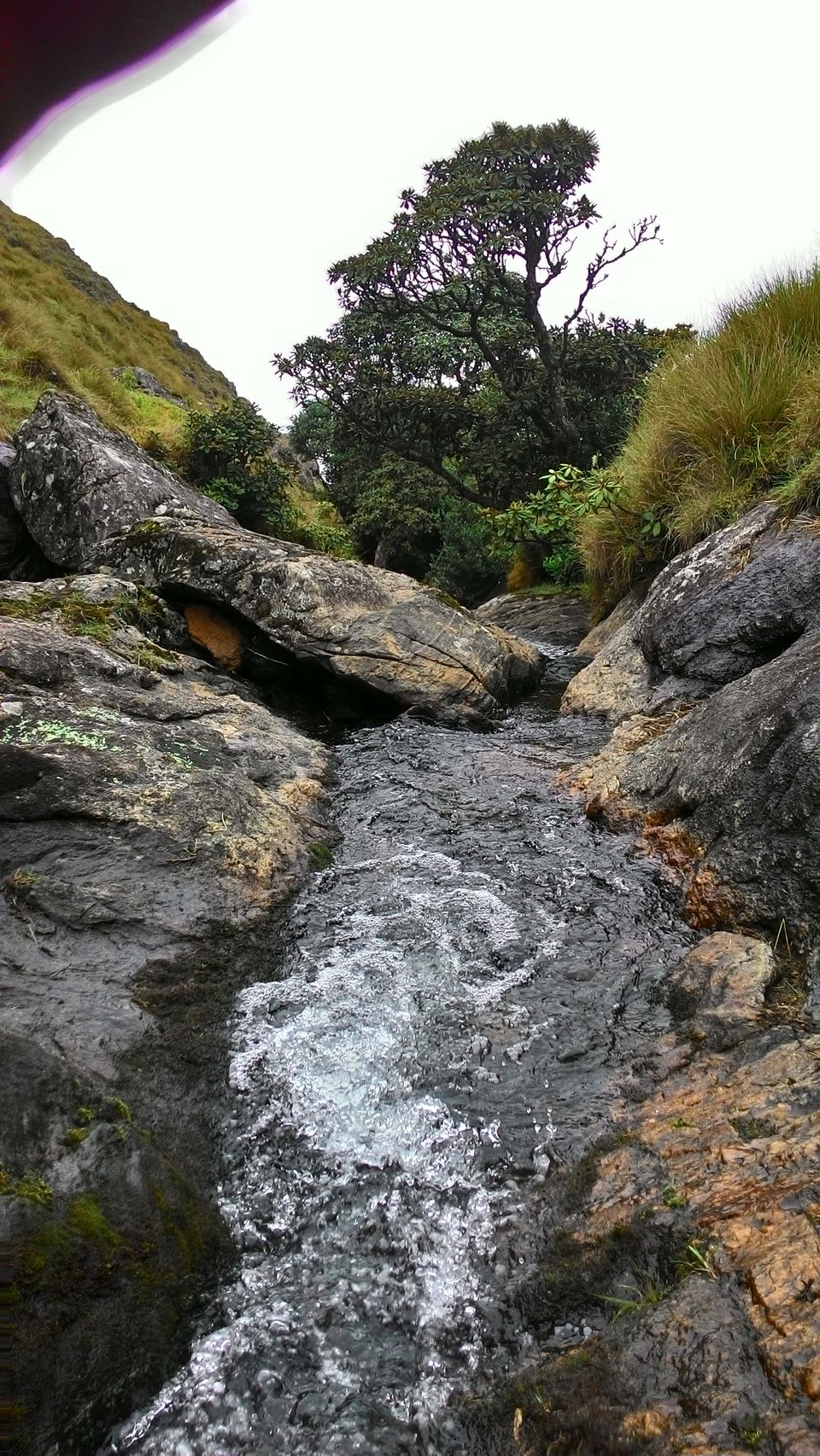 Photo of A Trek to the 2nd Highest Mountain of Southern India 8/16 by Ravi Ranjan Singh
