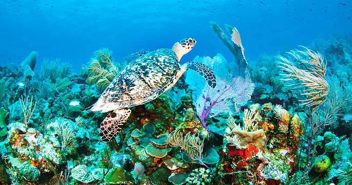 Photo of Top activities to try out during a Turks & Caicos holiday 3/4 by Alice Barnett