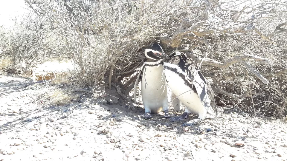 Photo of Punta Tombo, Chubut, Argentina by Flying Together
