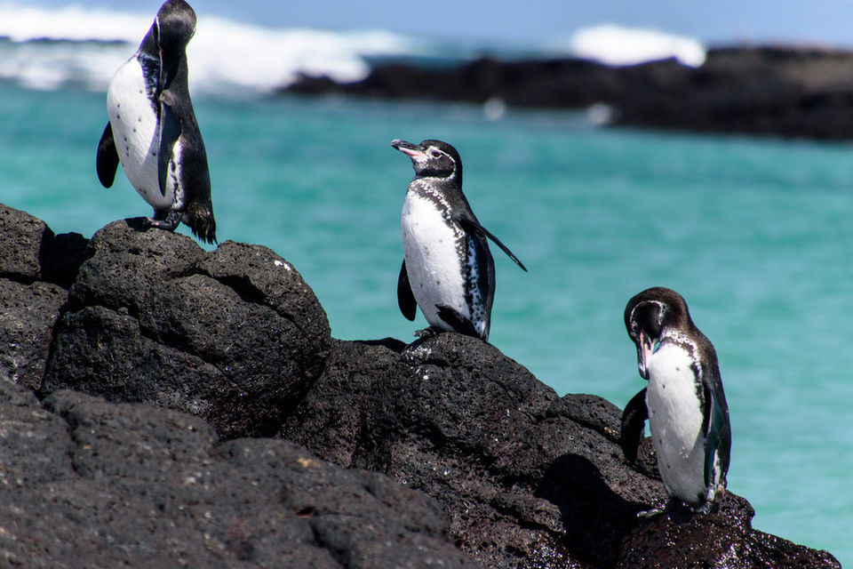 Photo of Galapagos Islands, Ecuador Guide, Islas Plaza, Puerto Ayora, Ecuador by Niyati Saxena (migrantmusings)