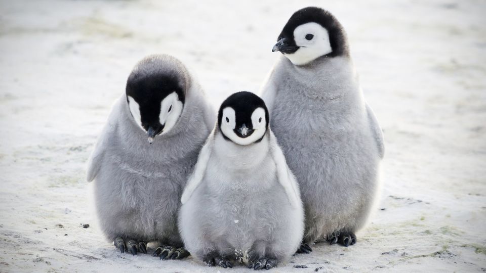 Photo of Want To See Penguins? Here's Where You Can! by Niyati Saxena (migrantmusings)