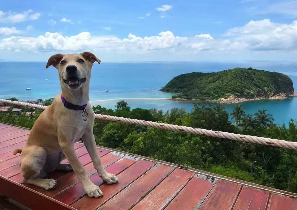 Photo of Thailand by Niyati Saxena (migrantmusings)