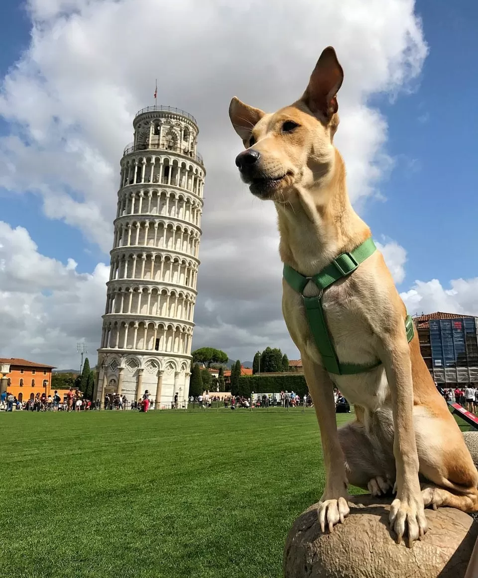 Photo of Leaning Tower of Pisa, Pisa, Province of Pisa, Italy by Niyati Saxena (migrantmusings)