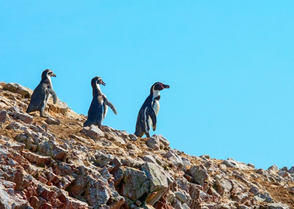 Photo of Ballestas Islands, Peru by Niyati Saxena (migrantmusings)