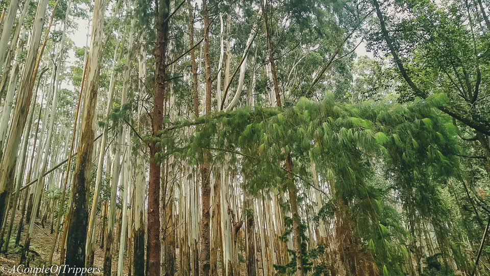 Photo of The perfect hideout in the clouds of Kodaikanal for the Experimental Travelers. by A CoupleOfTrippers