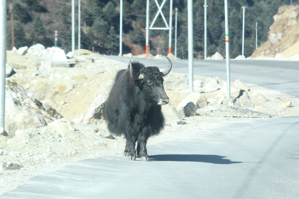 Photo of A Road Trip to Tawang by Soham Biswas